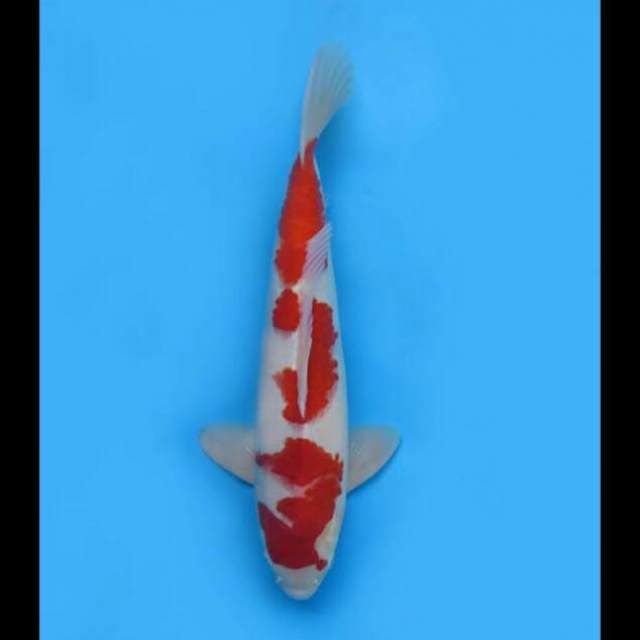 40cm - F1 Kohaku Original