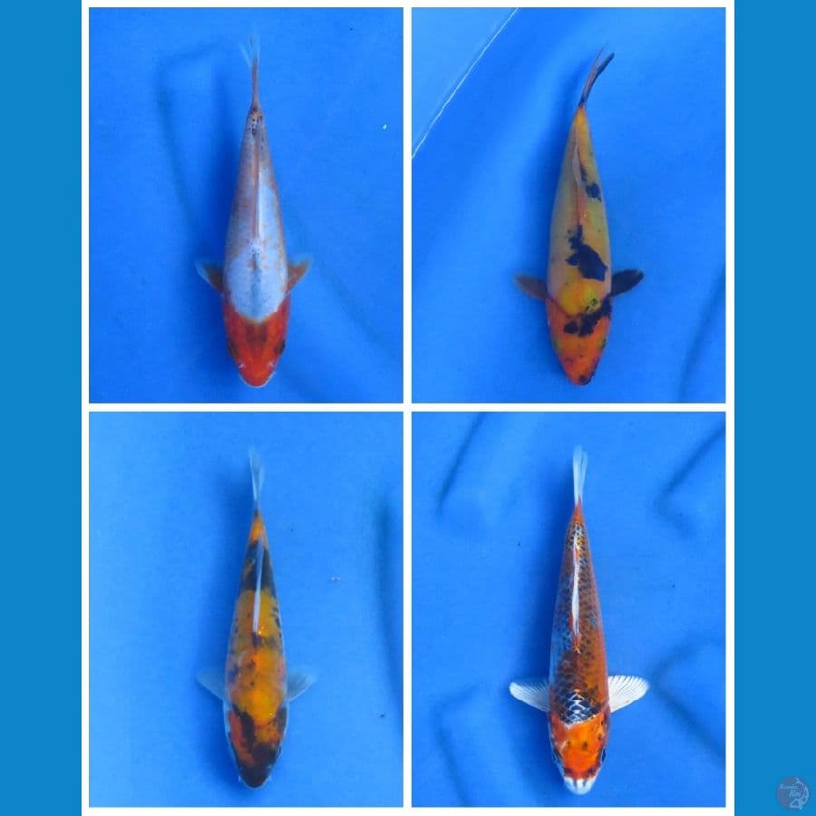 20cm+- , Mix Koi 