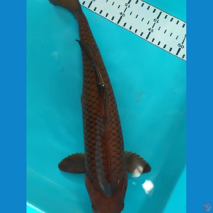 chagoi tembaga