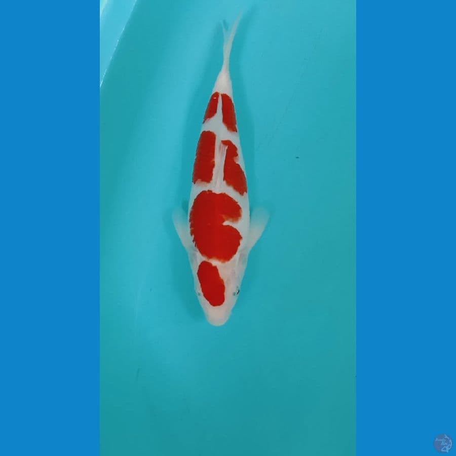 kohaku joss