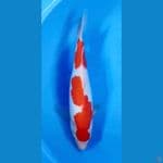 Kohaku Inazuma Doitsu Red Strong Original
