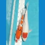 Kucibeni sanke, tc kohaku ori 34,39cm