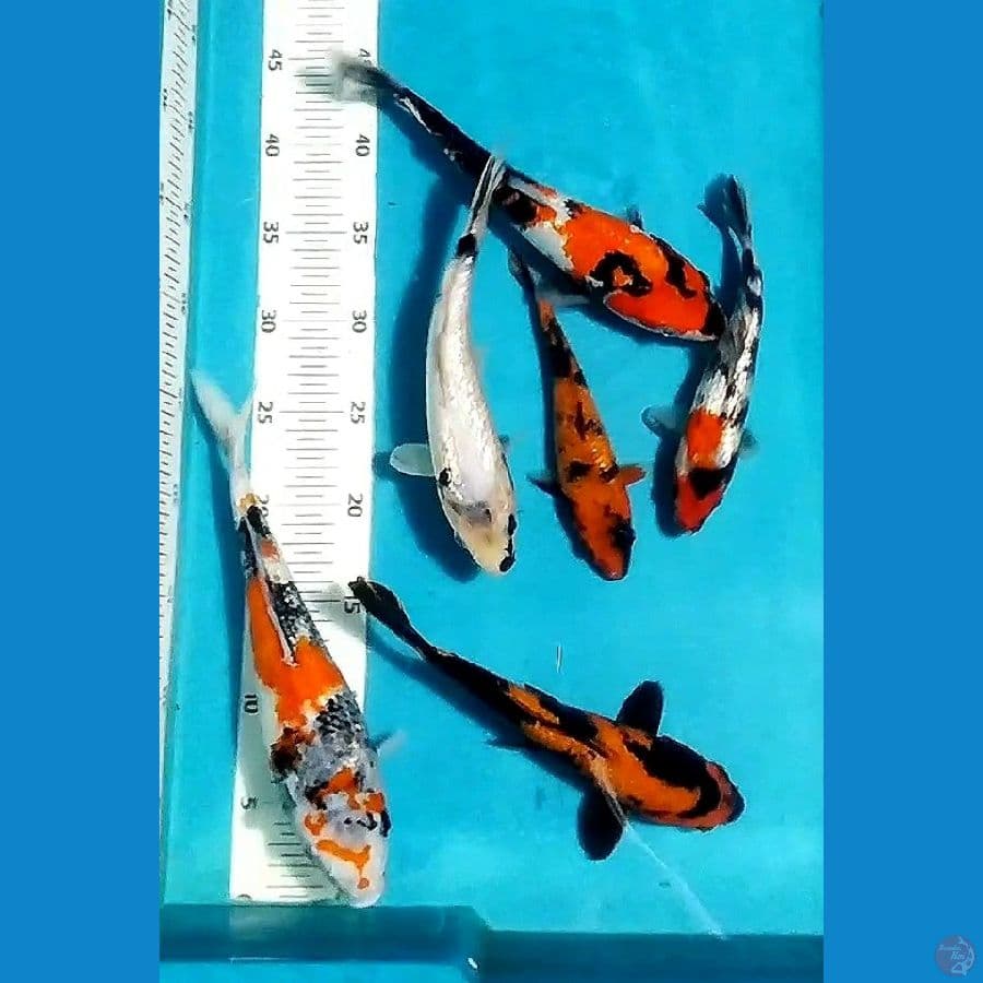 showa, shiro,utsuri all ginrin 6ekr/20_27cm