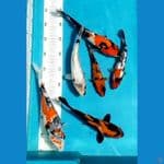 showa, shiro,utsuri all ginrin 6ekr/20_27cm