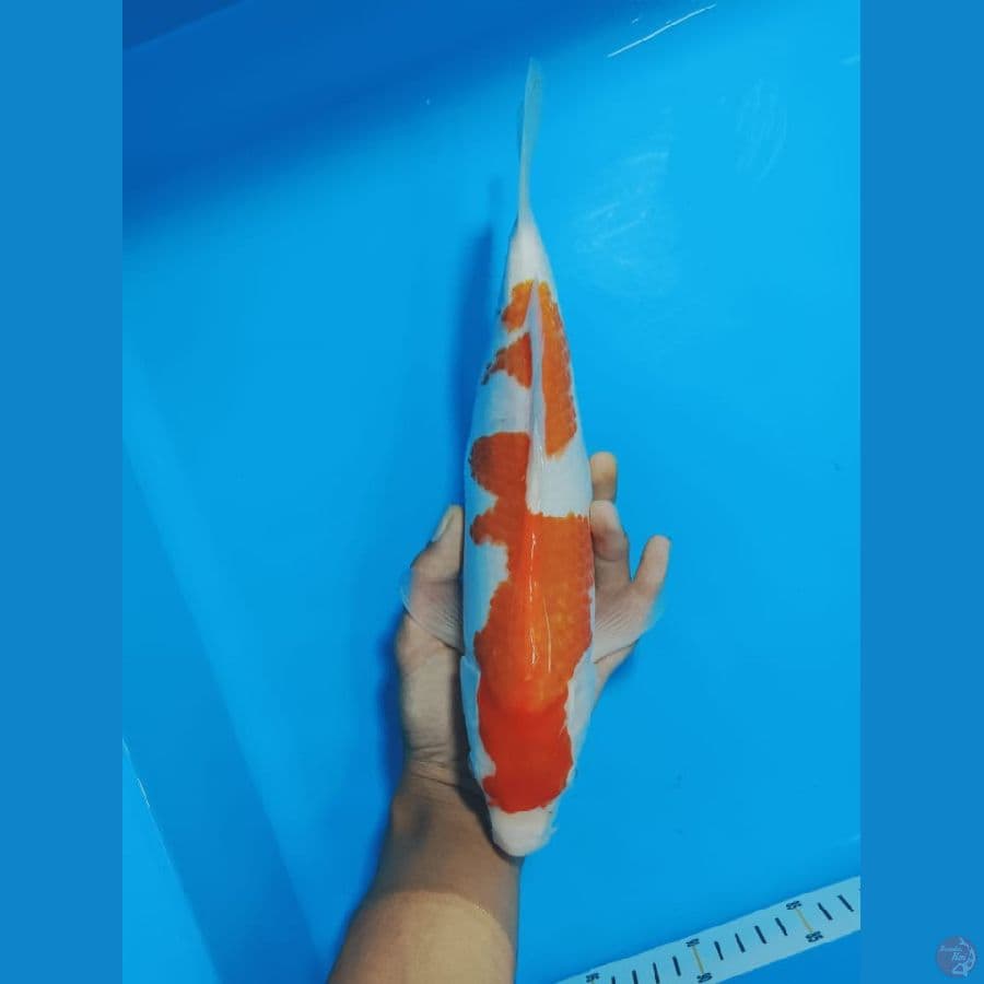 KOHAKU 32CM