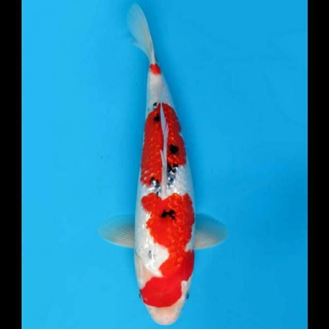 33cm - F1 Sanke Ginrin Sq 