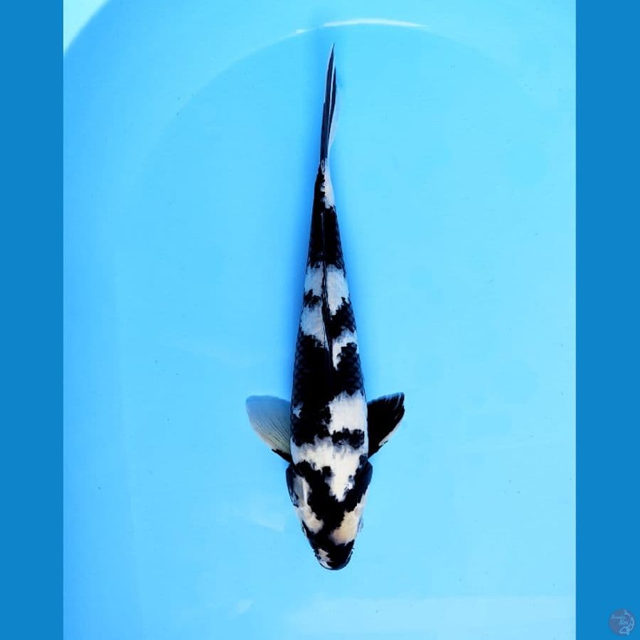Shiro size 33 cm