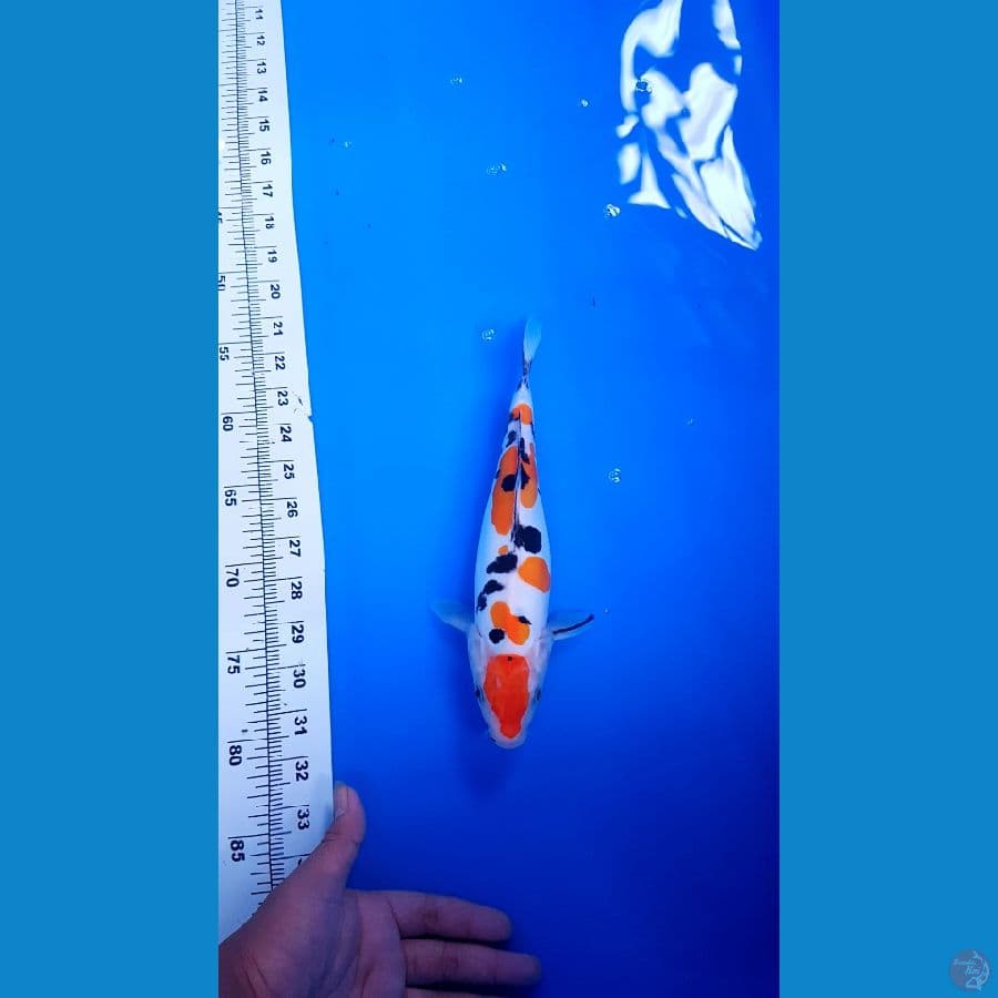 SANKE TSUNOSUMI FEMALE 27 CM AN ORI