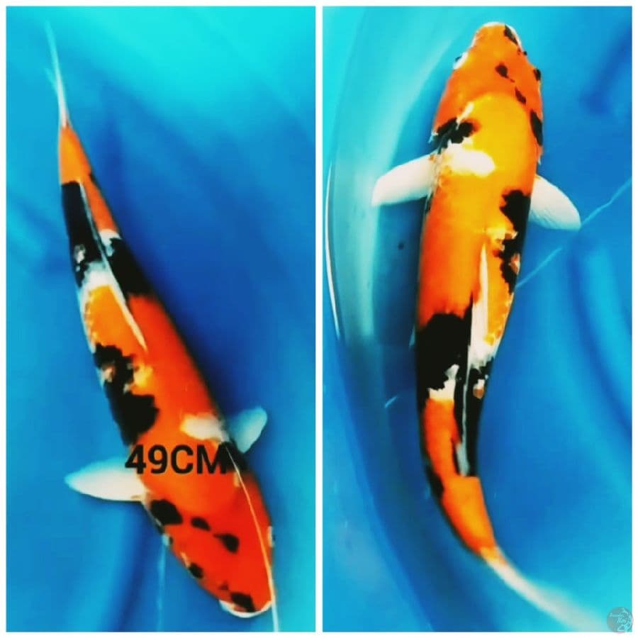 induk hi showa fm49cm