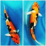 induk hi showa fm49cm