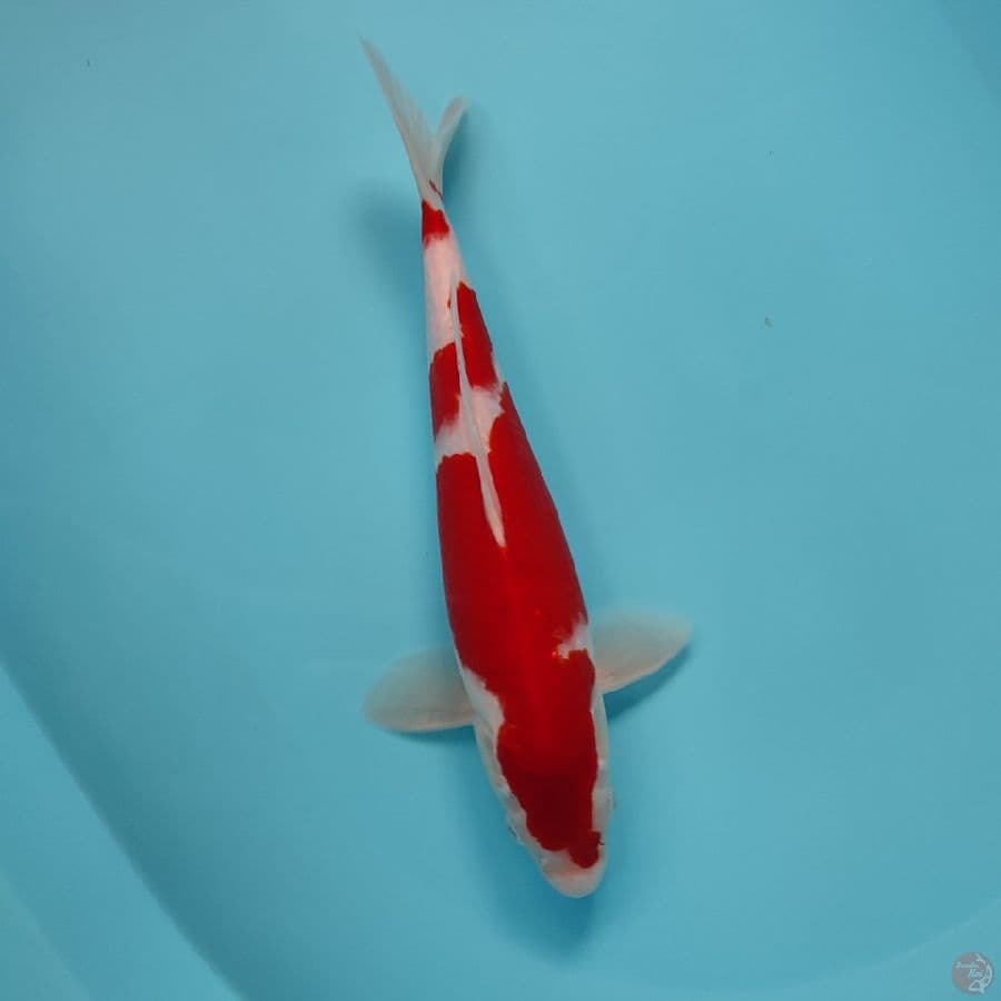 kohaku red strong