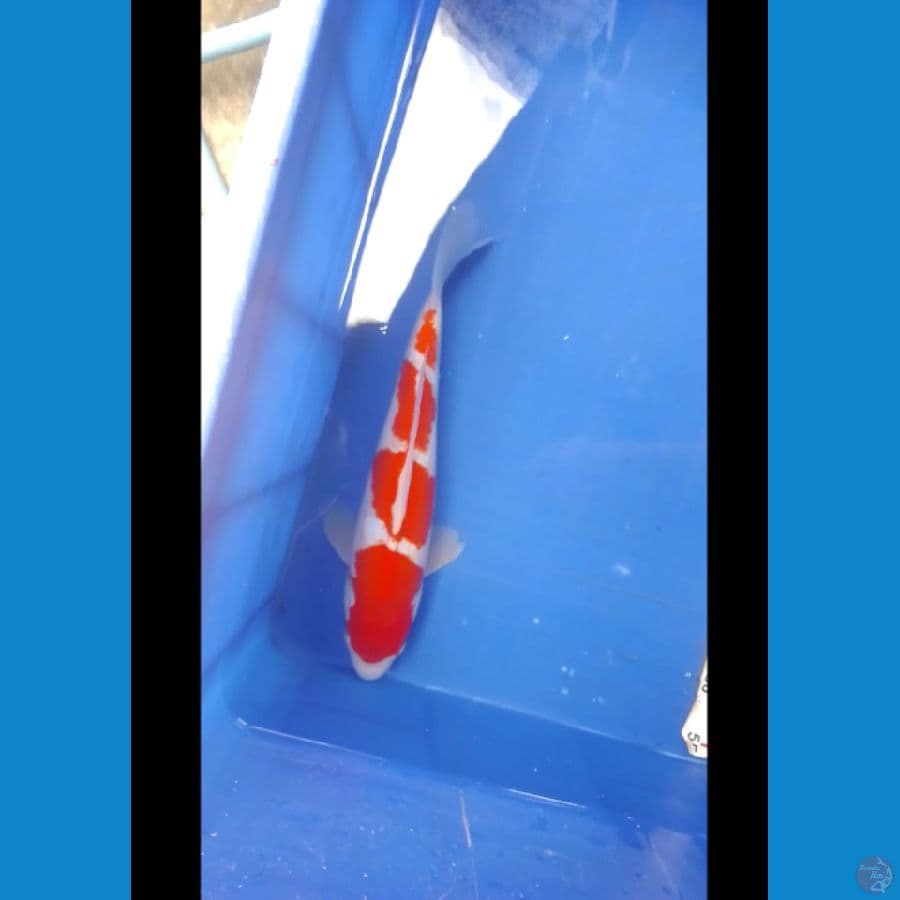 kohaku male 35 up