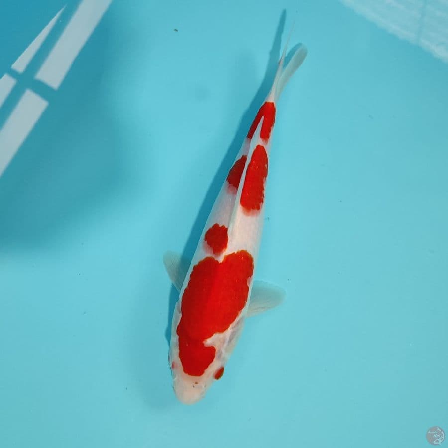 kohaku
