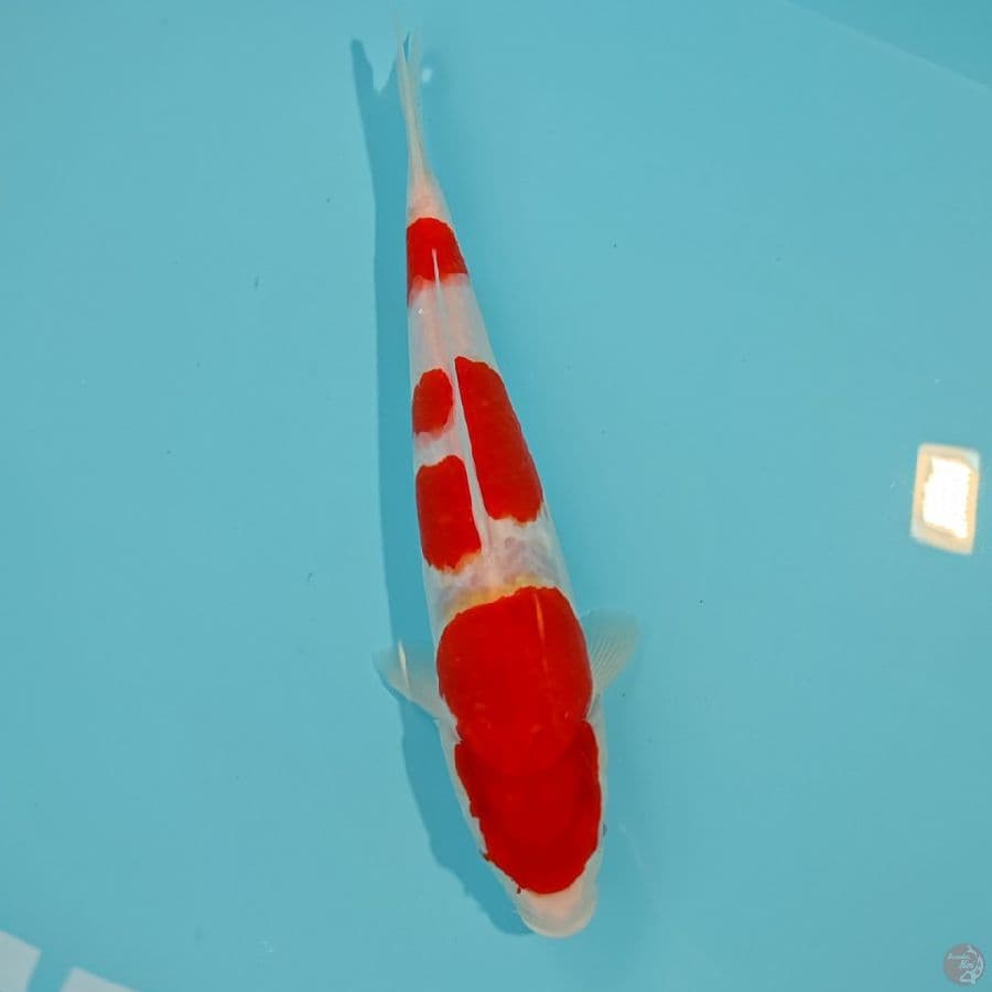 kohaku
