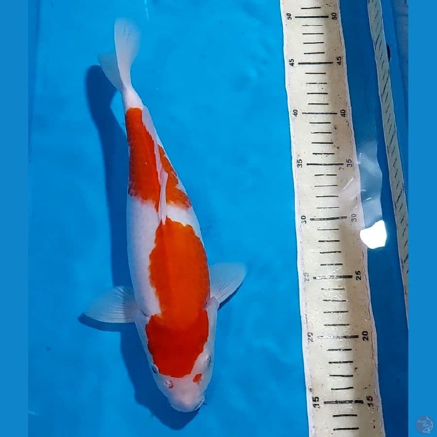 KOHAKU 32 CM