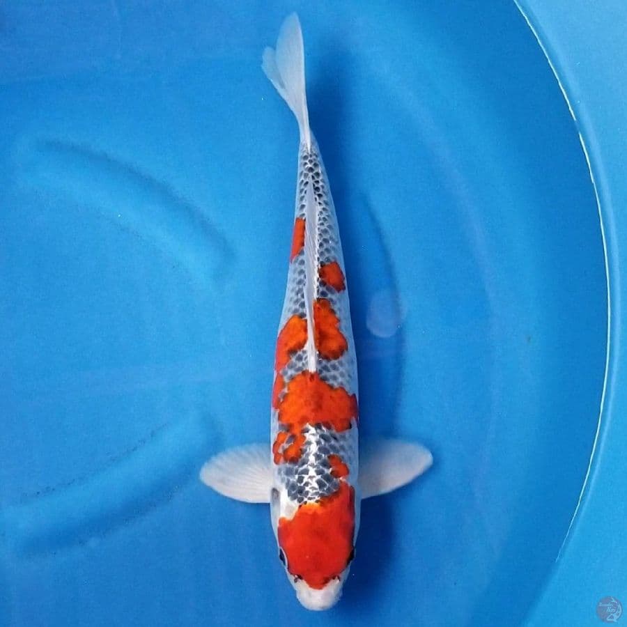 GOSHIKI 40 CM MALE