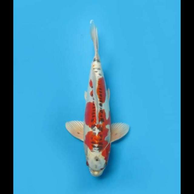 39cm - Kujaku Doitsu Koleksi