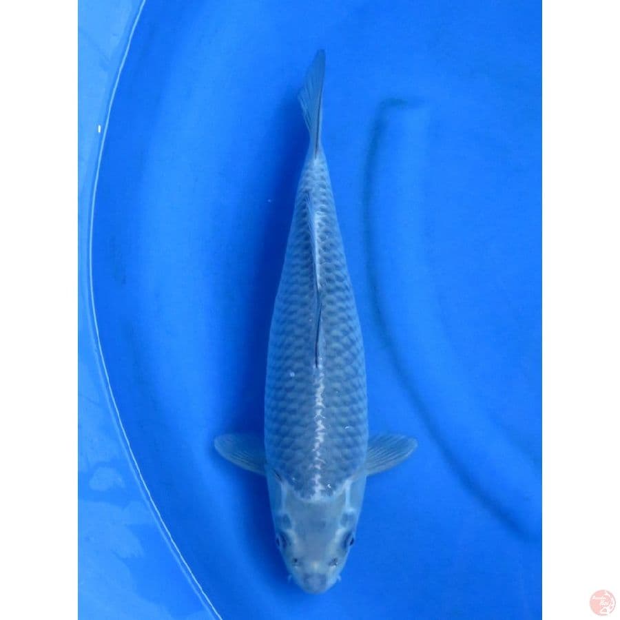 37cm , Super Unique 