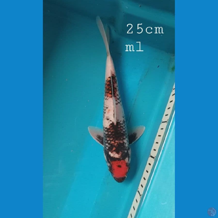 Benimatsukawabake 25cm/ml