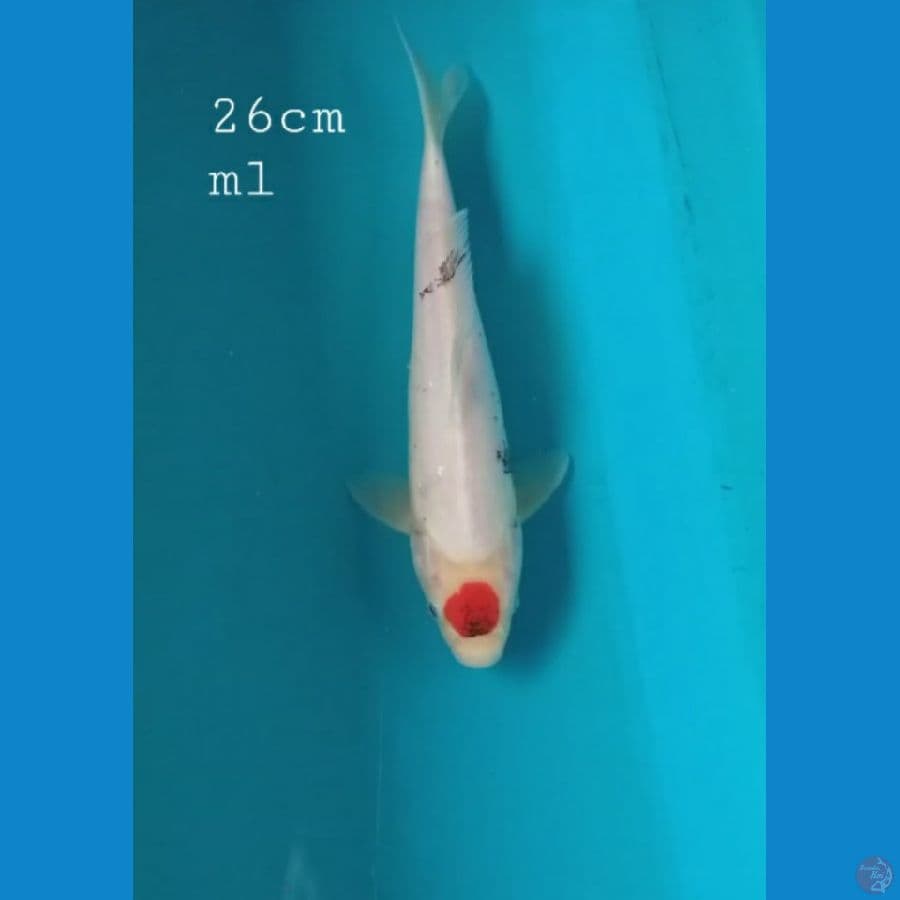 Tancho 26cm/ml