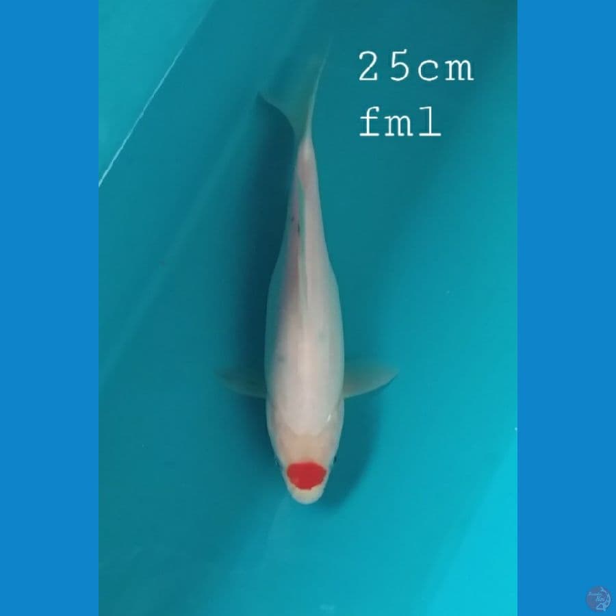Tancho 25cm/fml