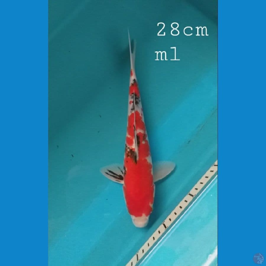 sanke 28cm/ml