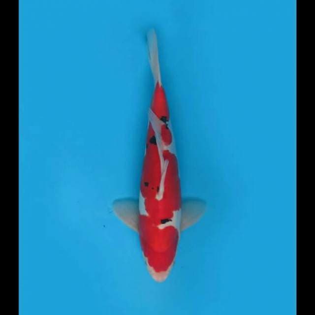 33cm - F1 Super Red Sanke Doitsu