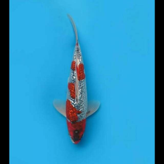 35cm - F1 Goshiki Full Ginrin 
