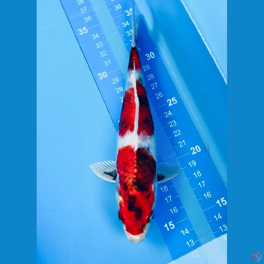 showa hikari 20cm