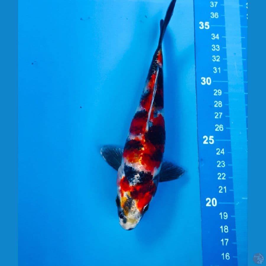 showa hikari 17cm