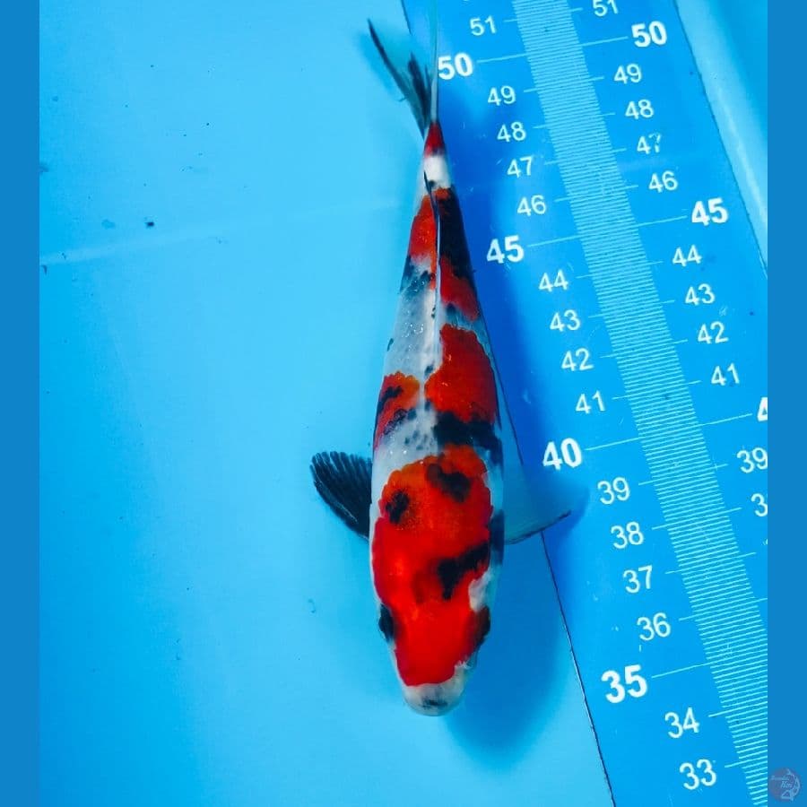 showa 15cm