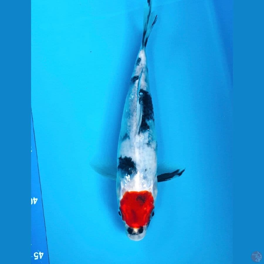 tancho showa 22cm