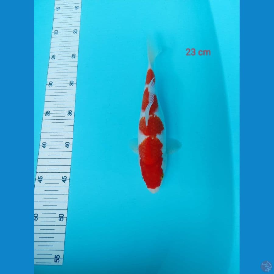KOHAKU 23cm
