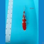 KOHAKU 23cm