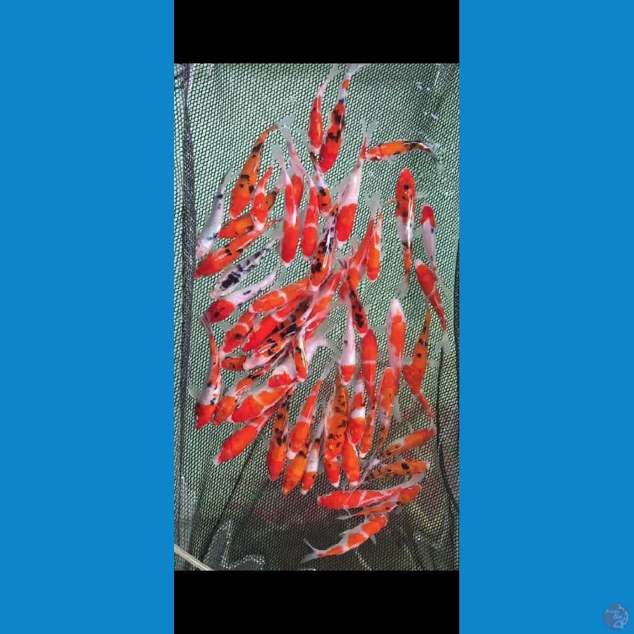 kohaku Sanke 12-17cm 62 ekor