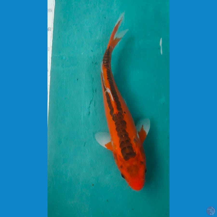 hana shusui 32cm