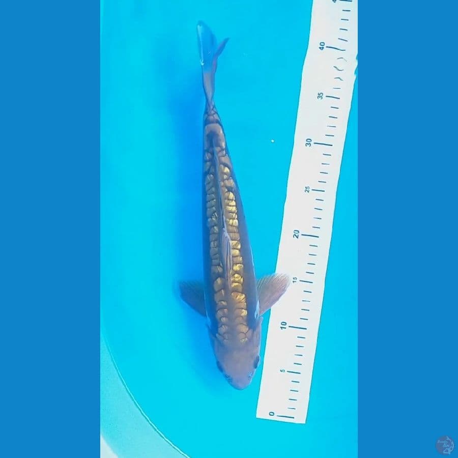 Aragoke 36cm/Male