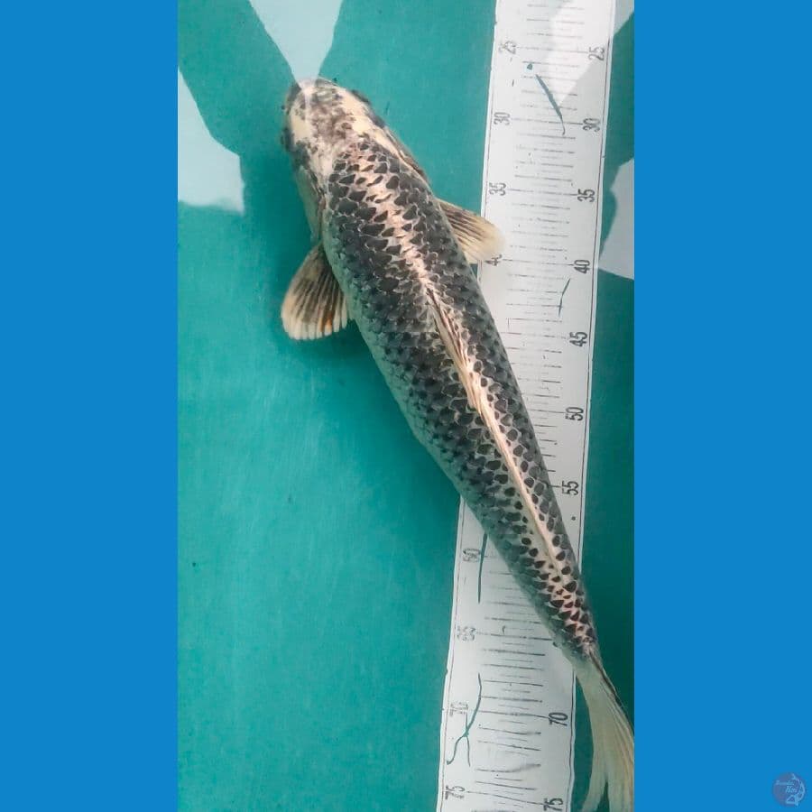mukasi male 50cm