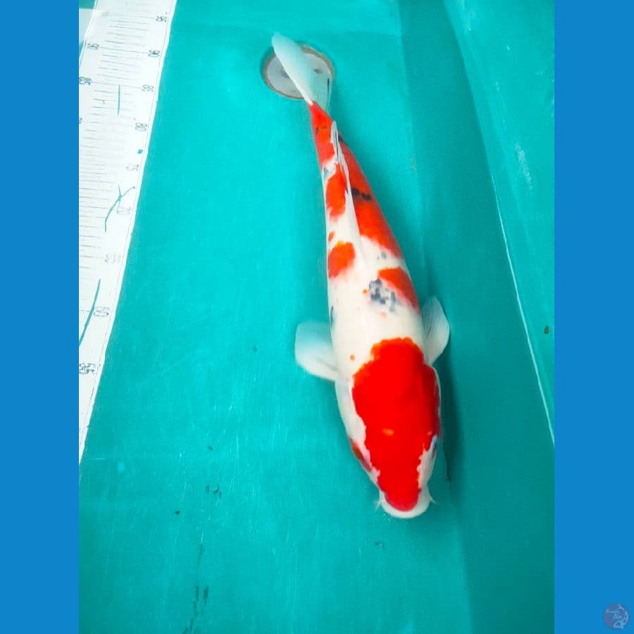 sanke f1 45cm