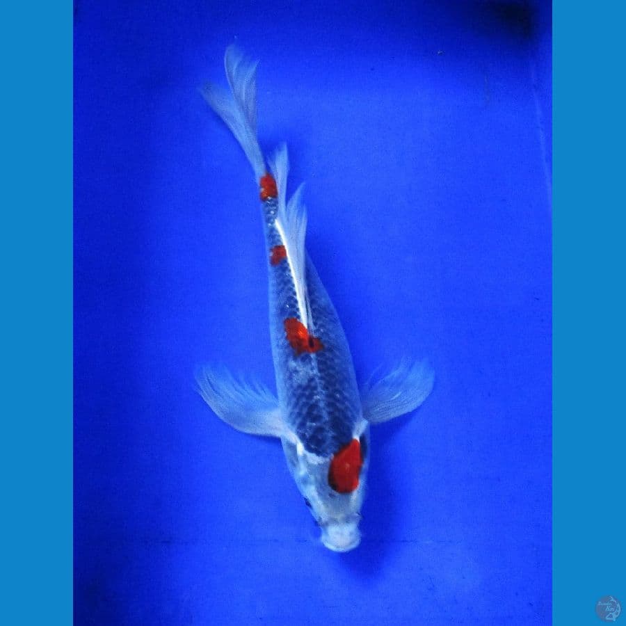 kumpay goshiki ±37cm