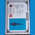 shinoda showa sz 16cm