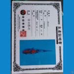 shinoda showa sz 15cm