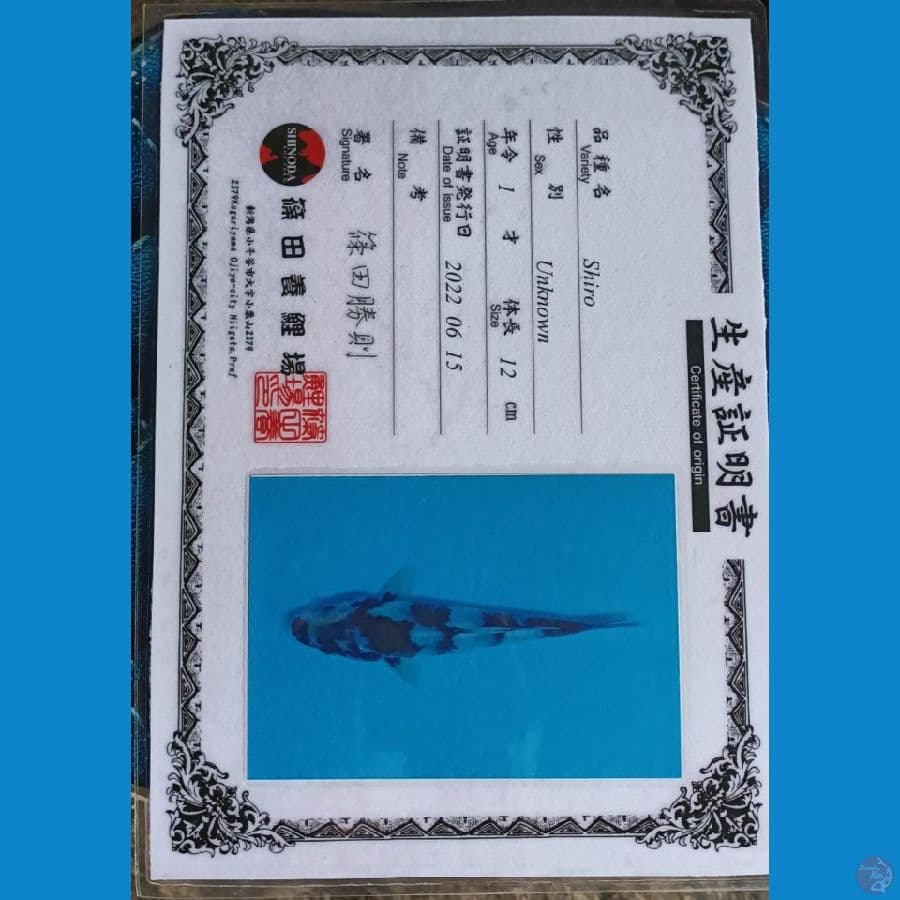 shinoda shiro sz 14cm