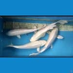 platinum Putih bersih ///32-34cm. 4 ekor! 