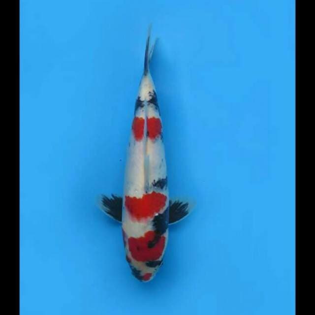 30cm - Kindai Showa Male