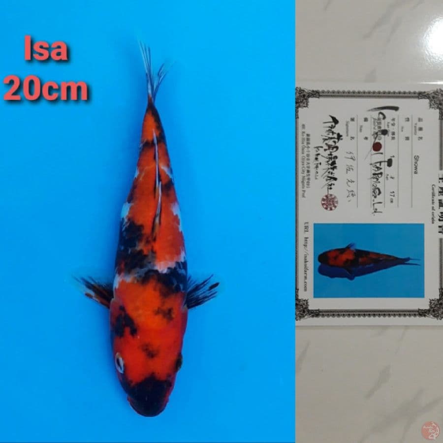 ISA SHOWA 20CM