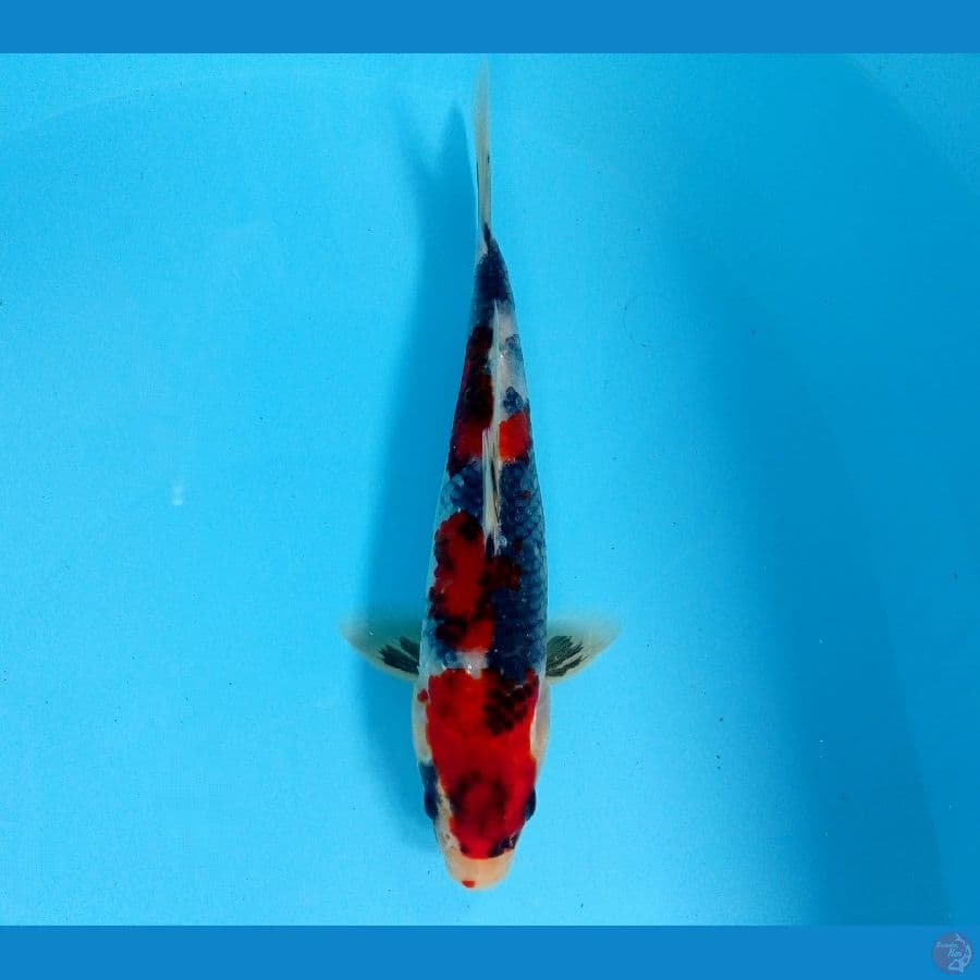 showa hikari 21cm