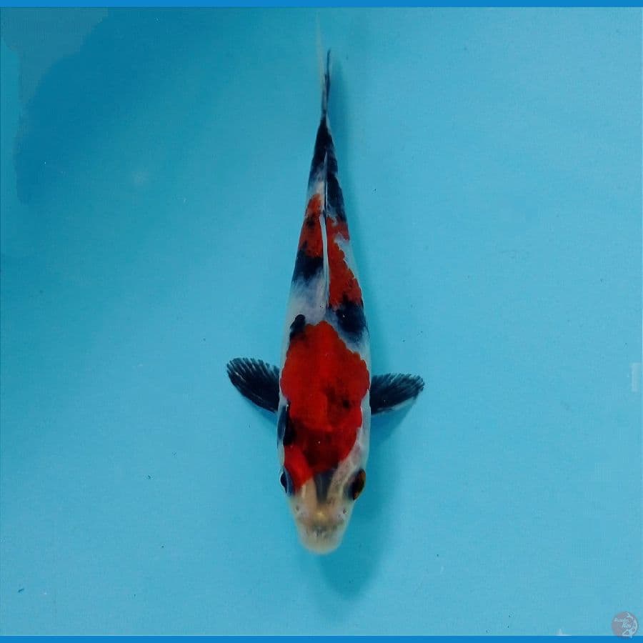 showa 13 cm