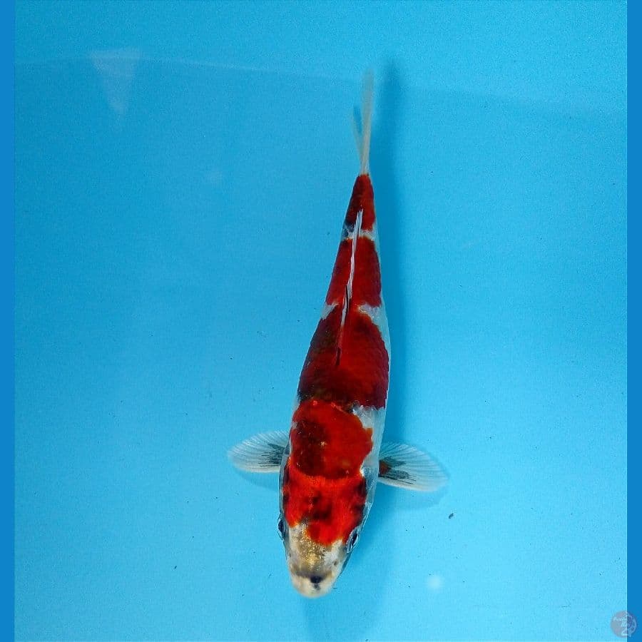 showa hikari 17 cm