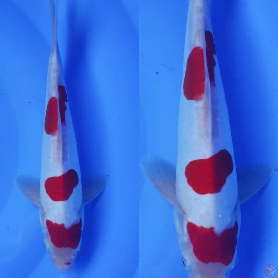 kohaku doitsu ////25cm